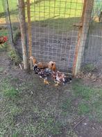 Leghorn porselein, Dieren en Toebehoren, Pluimvee