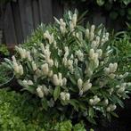 Prunus Otto Luyken pot 1.5L, Jardin & Terrasse, Enlèvement, Laurier, Arbuste, Moins de 100 cm