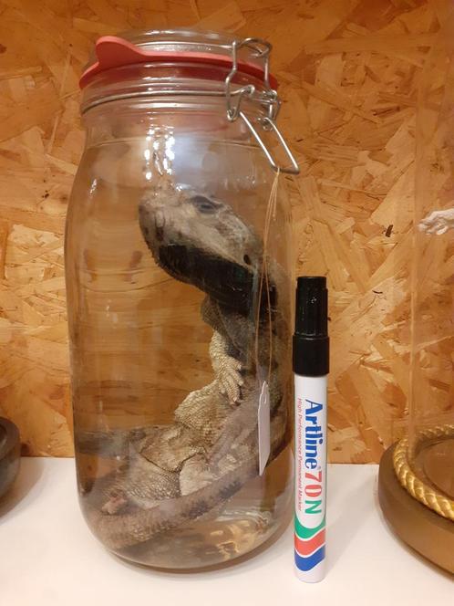 Baardagaam op sterk water, Verzamelen, Dierenverzamelingen, Nieuw, Overige typen, Reptiel of Amfibie, Ophalen