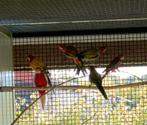 Rosella mutaties, Meerdere dieren, Parkiet, Geringd