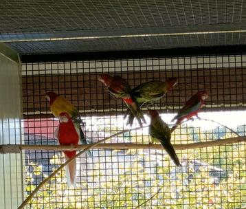 Mutations de Rosella, Plusieurs animaux, Perruche, Bagué