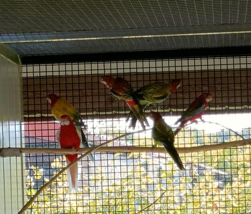 Rosella mutaties, Dieren en Toebehoren, Vogels | Parkieten en Papegaaien, Parkiet, Meerdere dieren, Geringd