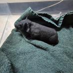 2 jonge skinny cavia broertjes, Dieren en Toebehoren, Knaagdieren, Cavia, Mannelijk, December, Tam