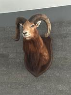 Opgezette ram, Verzamelen, Dierenverzamelingen, Ophalen, Zo goed als nieuw