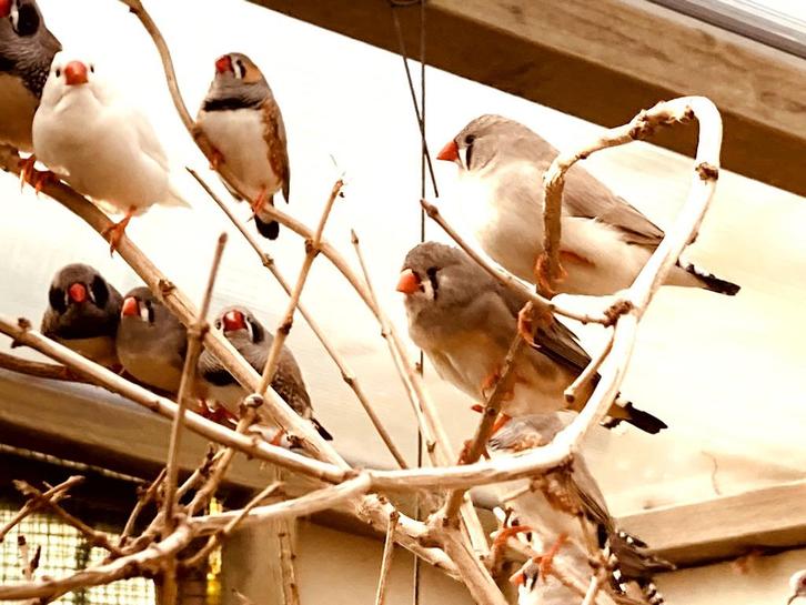 Bengali vinken, Dieren en Toebehoren, Vogels | Toebehoren, Nieuw, Ophalen