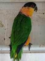 Zwartkop caique pop, Dieren en Toebehoren, Vogels | Parkieten en Papegaaien, Vrouwelijk, Papegaai, Geringd
