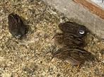 Chinese dwergkwartel wildkleur, Dieren en Toebehoren