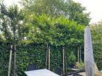 Tuinman Kunstgras, snoeiwerk, tegels, onderhoud, 6 manuren v, Tuin en Terras, Gras en Kunstgras, Ophalen, Nieuw, Kunstgras