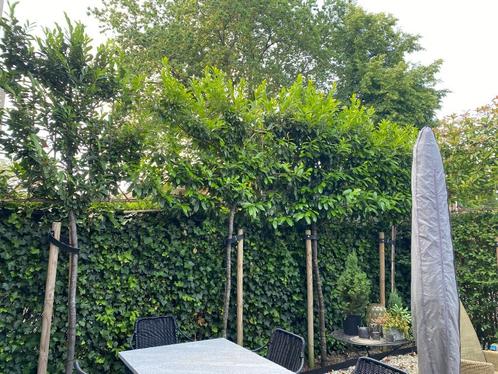 Tuinman Kunstgras, snoeiwerk, tegels, onderhoud, 6 manuren v, Tuin en Terras, Gras en Kunstgras, Nieuw, Kunstgras, Ophalen