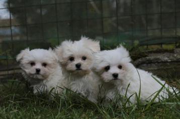 Mini Maltezer pups, eigen kweek, geboren 24 december 2023