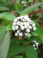 cornus sibrica alba in 3 literpot met rode takken, Ophalen