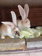 3 Duitse reuzen rammen te koop, Dieren en Toebehoren