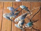 Grasparkieten blauw mannetjes, Dieren en Toebehoren, Vogels | Overige Vogels