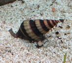 anatome helena (slak-etende slak), Dieren en Toebehoren, Vissen | Aquariumvissen