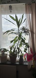 XL DRACAENA MASSANGEANA kamerplanten+ pot+ LED, Huis en Inrichting, Kamerplanten, Ophalen