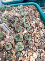 cactus gymnocalycium cabreraense VoS2122, Tuin en Terras, Ophalen of Verzenden