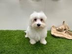 Nestjes Maltezer pups - kleine taille, Dieren en Toebehoren, België, Maltezer, Reu, CDV (hondenziekte)