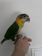 Groendij caique, Femelle, Perroquet, Domestique