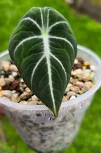 Alocasia "Black Velvet", Maison & Meubles, Plantes d'intérieur, Ombre partielle, En pot, Plante verte, Enlèvement ou Envoi