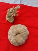 Champignons de corail dur pour collectionneurs, Collections, Minéraux & Fossiles, Enlèvement