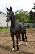 Zwarte merrie vader Rohdiamant, Dieren en Toebehoren, Merrie, Gechipt, Dressuurpaard, Zadelmak
