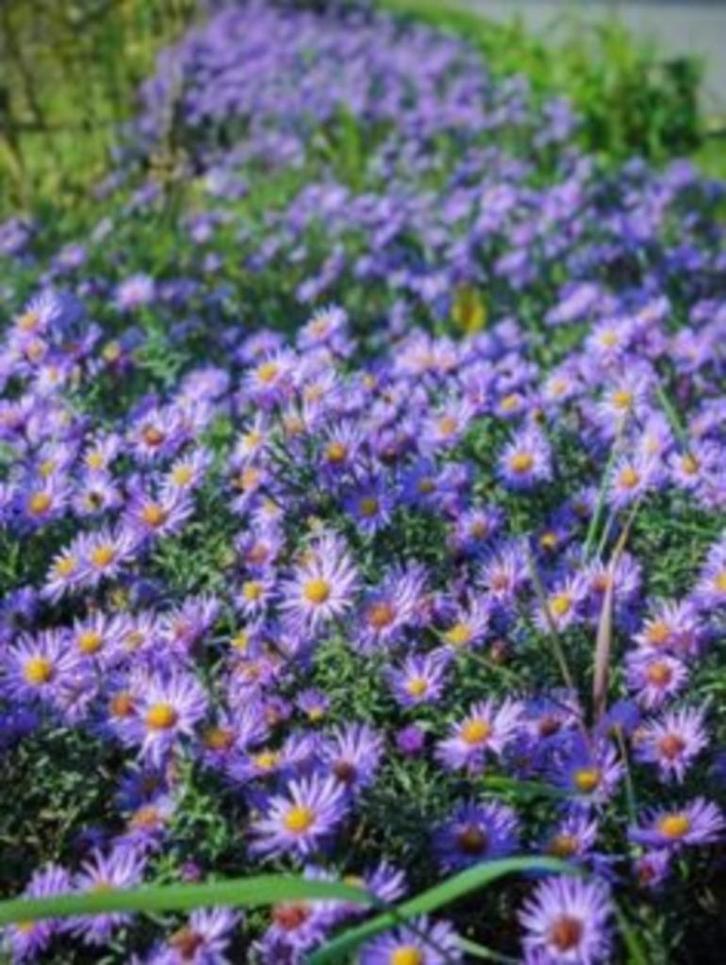 Tuinplanten  vaste  planten  notelaar, Tuin en Terras, Planten | Tuinplanten, Herfst, Ophalen of Verzenden