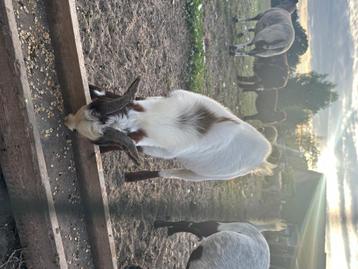 Geit, Mâle, Chèvre, 0 à 2 ans