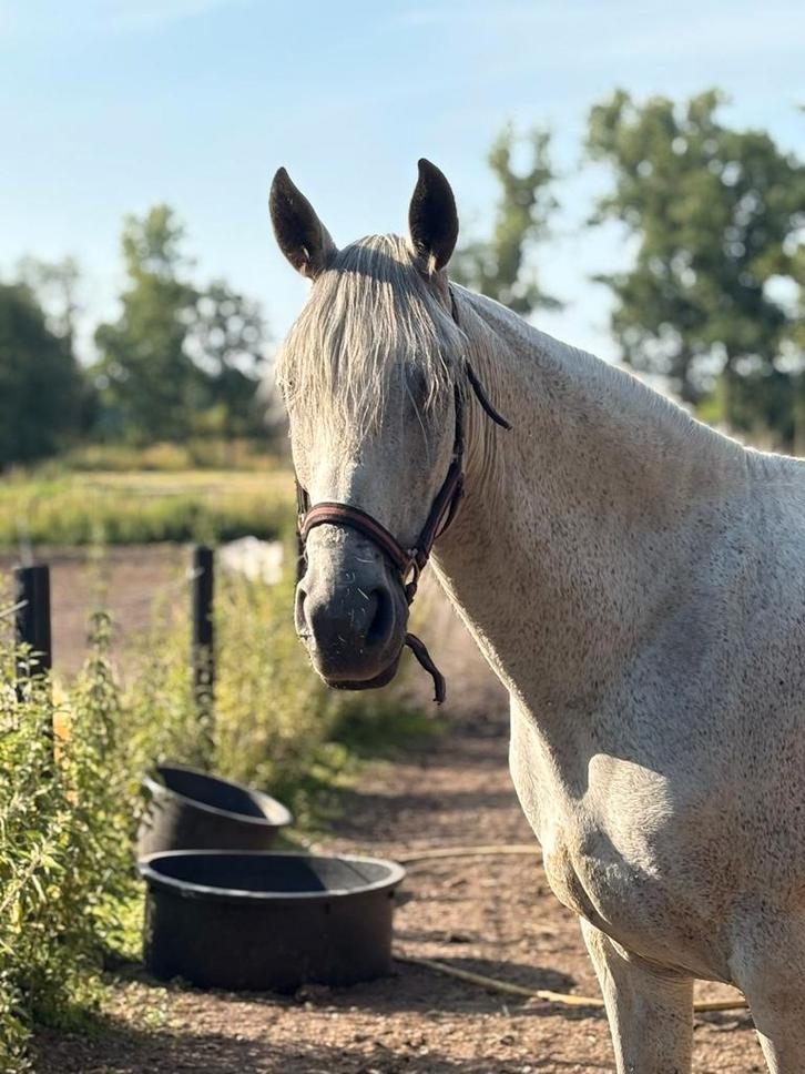 Zeer lieve merrie, Dieren en Toebehoren, Paarden, Merrie, Zadelmak, Minder dan 160 cm, 11 jaar of ouder, Recreatiepaard, Gechipt