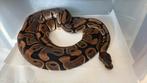 Bal python, Dieren en Toebehoren, Slang