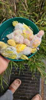 Jonge grasparkieten te koop, Dieren en Toebehoren, Vogels | Parkieten en Papegaaien, Geringd