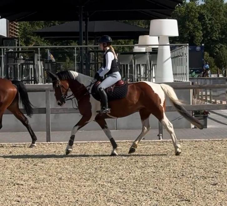 Ruiter gezocht, Dieren en Toebehoren, Stalling en Weidegang, 4 paarden of pony's of meer