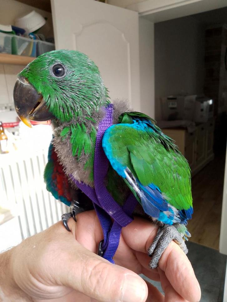 Handtamme jonge edelpapegaai (1pop & 1 man), Dieren en Toebehoren, Vogels | Parkieten en Papegaaien, Papegaai, Meerdere dieren