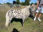 Appaloosa minipaardje merrie 11 jaar, Dieren en Toebehoren, Pony's, Merrie