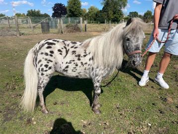 Appaloosa minipaardje merrie 11 jaar beschikbaar voor biedingen