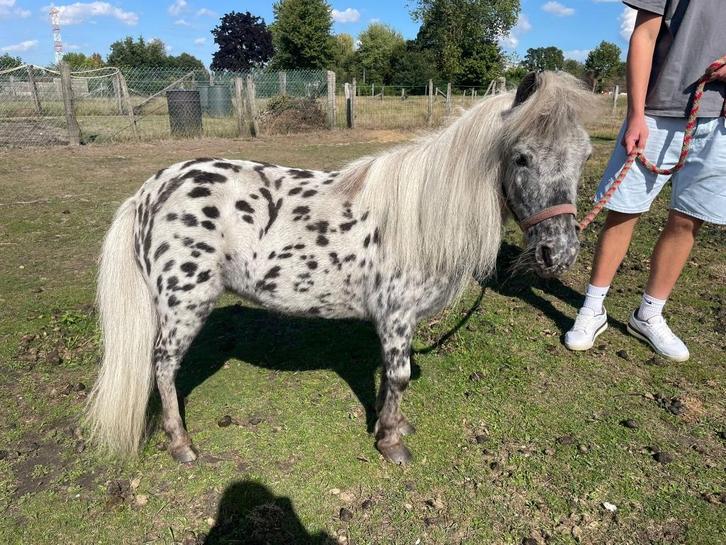 Appaloosa minipaardje merrie 11 jaar, Dieren en Toebehoren, Pony's, Merrie