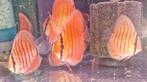 Discusvissen 8cm+, Dieren en Toebehoren, Vissen | Aquariumvissen, Vis, Zoetwatervis