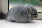 chinchilla standaard bpd RPA bokje, Dieren en Toebehoren, Knaagdieren, Chinchilla, Mannelijk, November, Tam