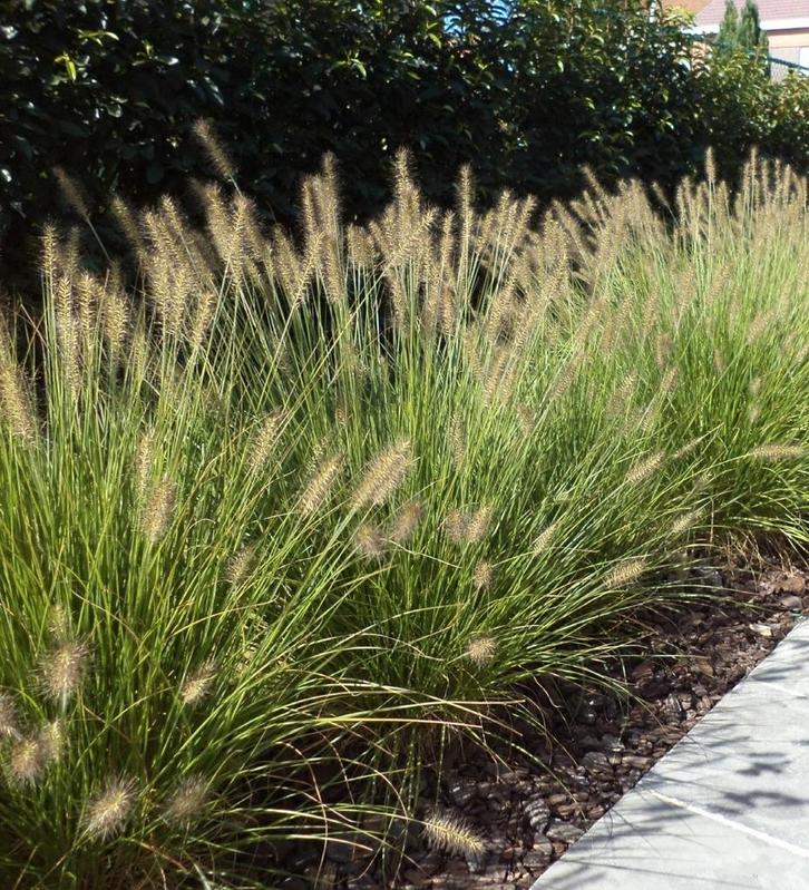 Lampenpoetsersgras / Pennisetum Hameln, Tuin en Terras, Planten | Tuinplanten, Volle zon, Herfst, Ophalen