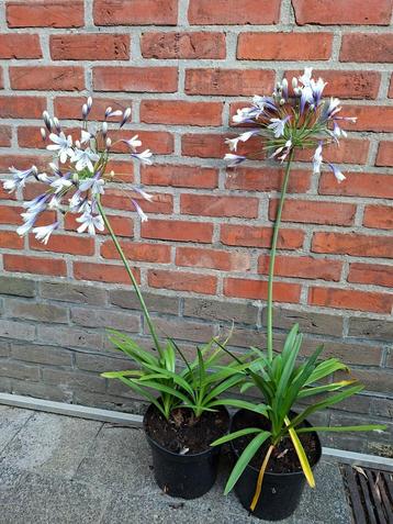 Agapanthus Fireworks 3L beschikbaar voor biedingen