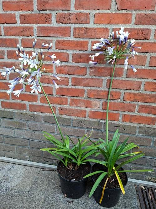 Agapanthus Fireworks 3L, Tuin en Terras, Planten | Tuinplanten, Ophalen