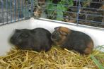 2 jonge cavia's, Dieren en Toebehoren, Knaagdieren, Cavia, Vrouwelijk, Mei, Tam