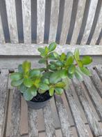 vetplant, Tuin en Terras, Ophalen