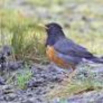 zwartborst lijster, Dieren en Toebehoren, Vogels | Overige Vogels, Mannelijk, Tropenvogel, Geringd