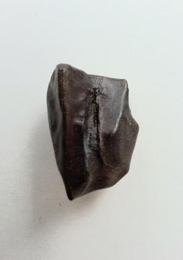 Dinosaurus tand - Triceratops horridus - 1,6 cm beschikbaar voor biedingen