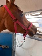 Weidemaatje/fokmerrie, Animaux & Accessoires, Chevaux