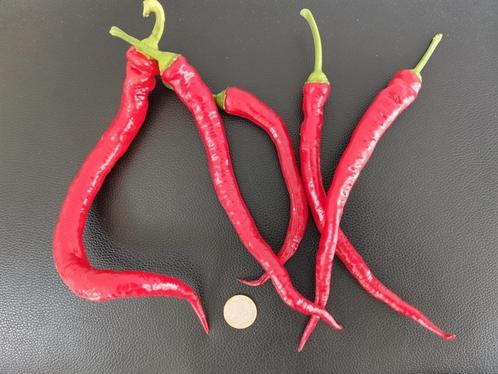Sweet Cayenne zoete paprika - 5 zaden, Tuin en Terras, Bloembollen en Zaden, Zaad, Voorjaar, Volle zon, Verzenden
