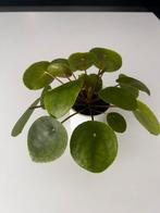 Pannenkoekenplant, Ophalen of Verzenden