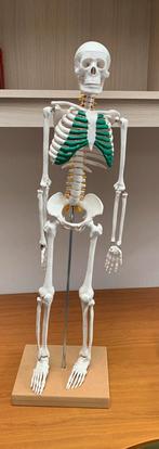 Anatomisch skelet, Ophalen of Verzenden, Zo goed als nieuw