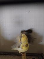 Kanaries, Dieren en Toebehoren