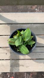 Bananenplant, Ophalen